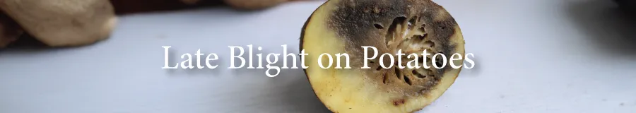 Button Blight potato