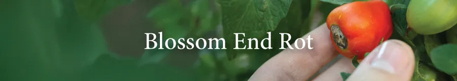 Blossom end rot