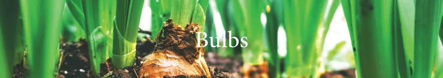 BUTTON Bulbs