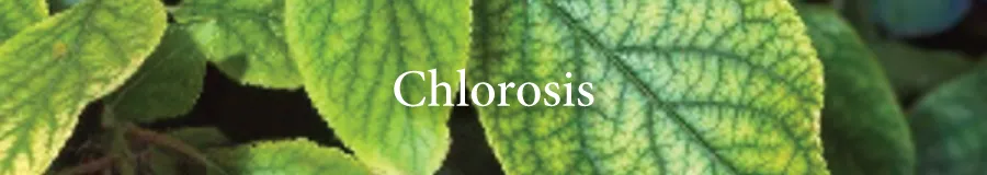 Button Chlorosis