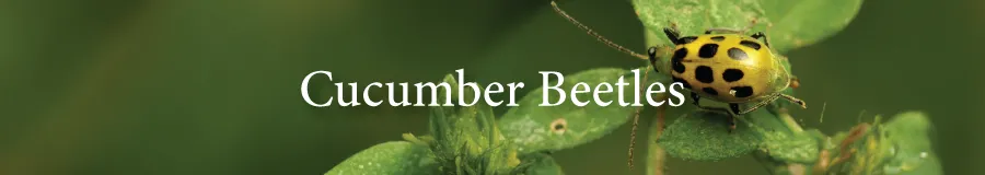 Button Cucumber beetles