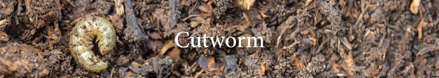 Button Cutworm