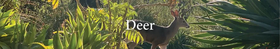 Button Deer