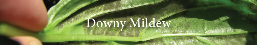 downy mildew
