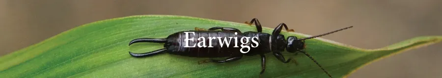 Button Earwig