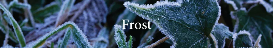 Button Frost