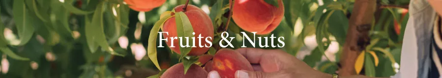 Button Fruits Nuts