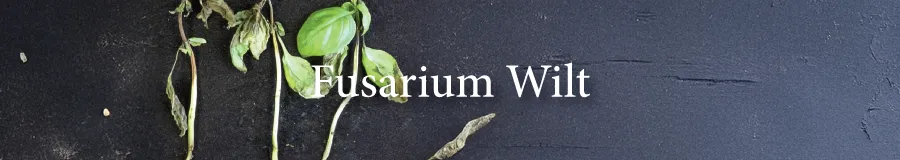 Fusarium Wilt