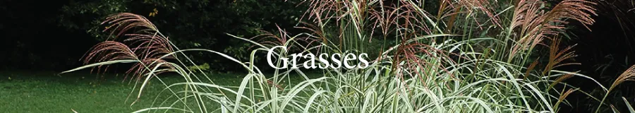 BUTTON Grass miscanthus