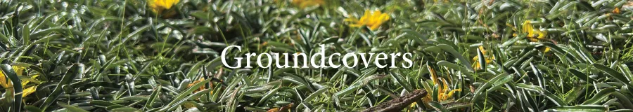 BUTTON Groundcover