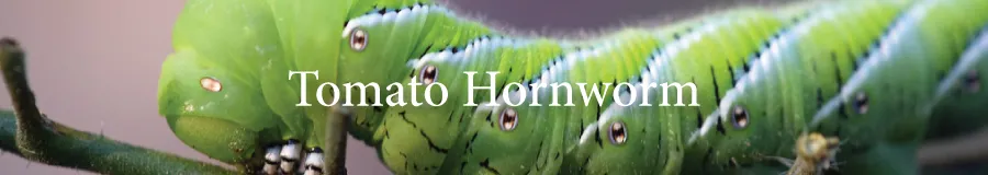 hornworm