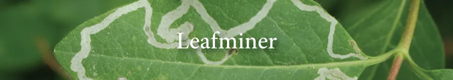 leafminer