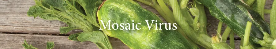 mosaic viruses