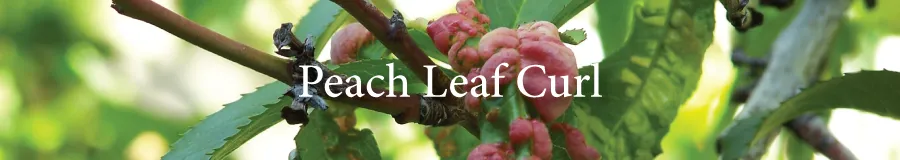 Button Peach Leaf Curl