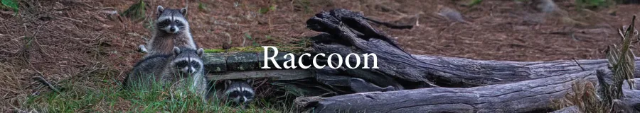 Button Raccoon