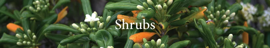 BUTTON Shrub Pittosporum