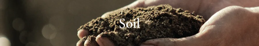 BUtton Soil