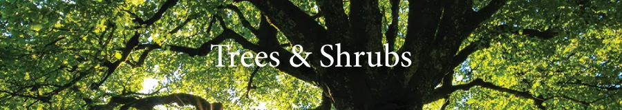 Button Trees Shrubs
