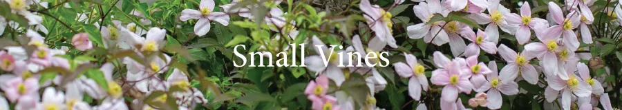 BUTTON Smal vines