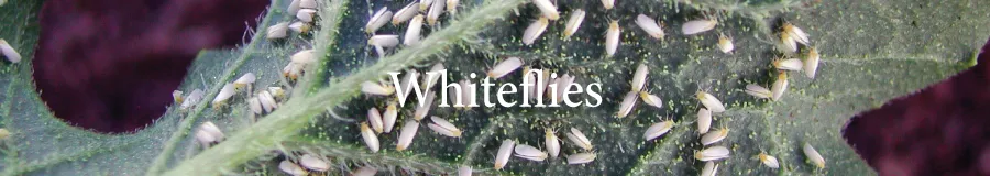 whiteflies