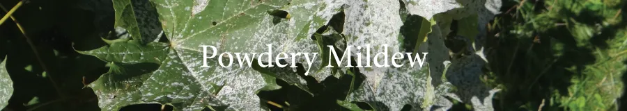 Button Powdery mildew