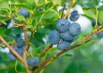 Blueberries grow well in containers - Courtesy Shutterstock-350_250px.jpg