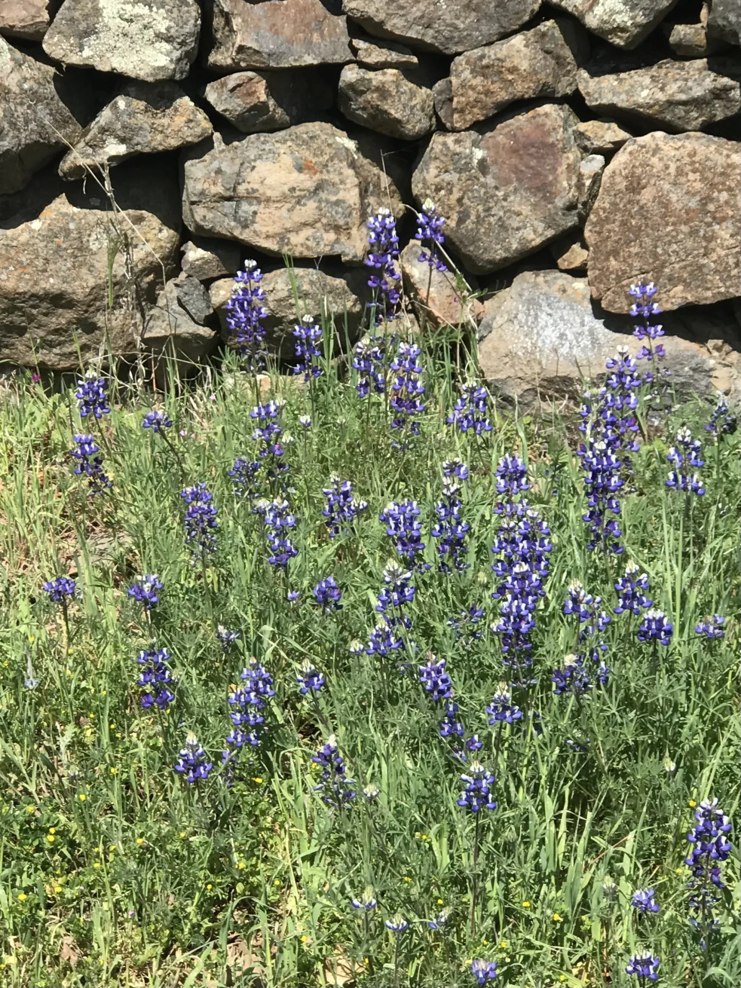 bluebonnet flowers against a backdrop of a rock wall