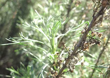 CA-Sagebrush-Calscape.org_350_250px.jpg
