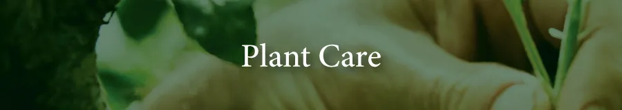 Care Plant care