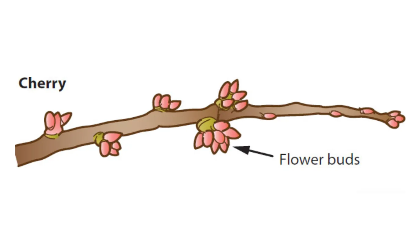 cherry buds