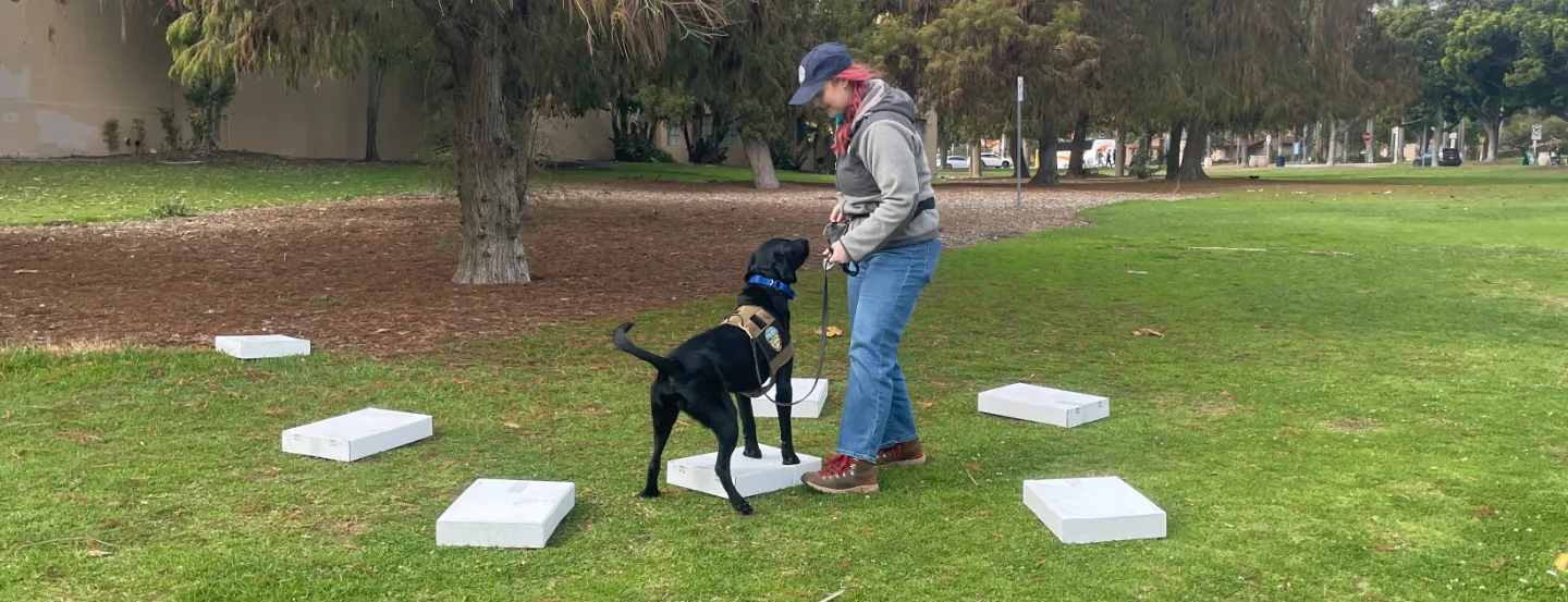 Detector dog stands on a small box, gazing at handler to alert a find