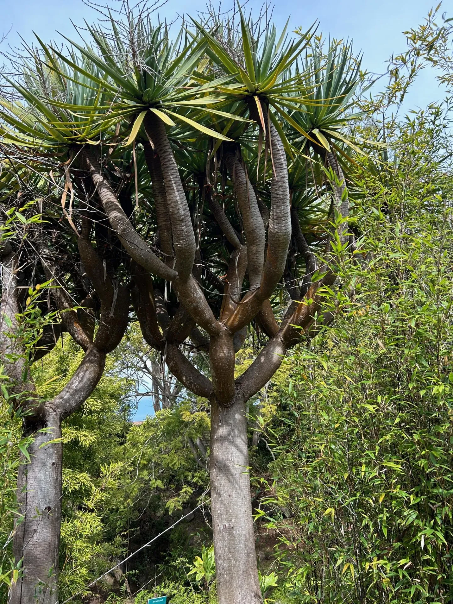single-trunked plant with multiple branches of spiky leaves