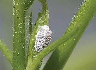 Mealybug on shoot
