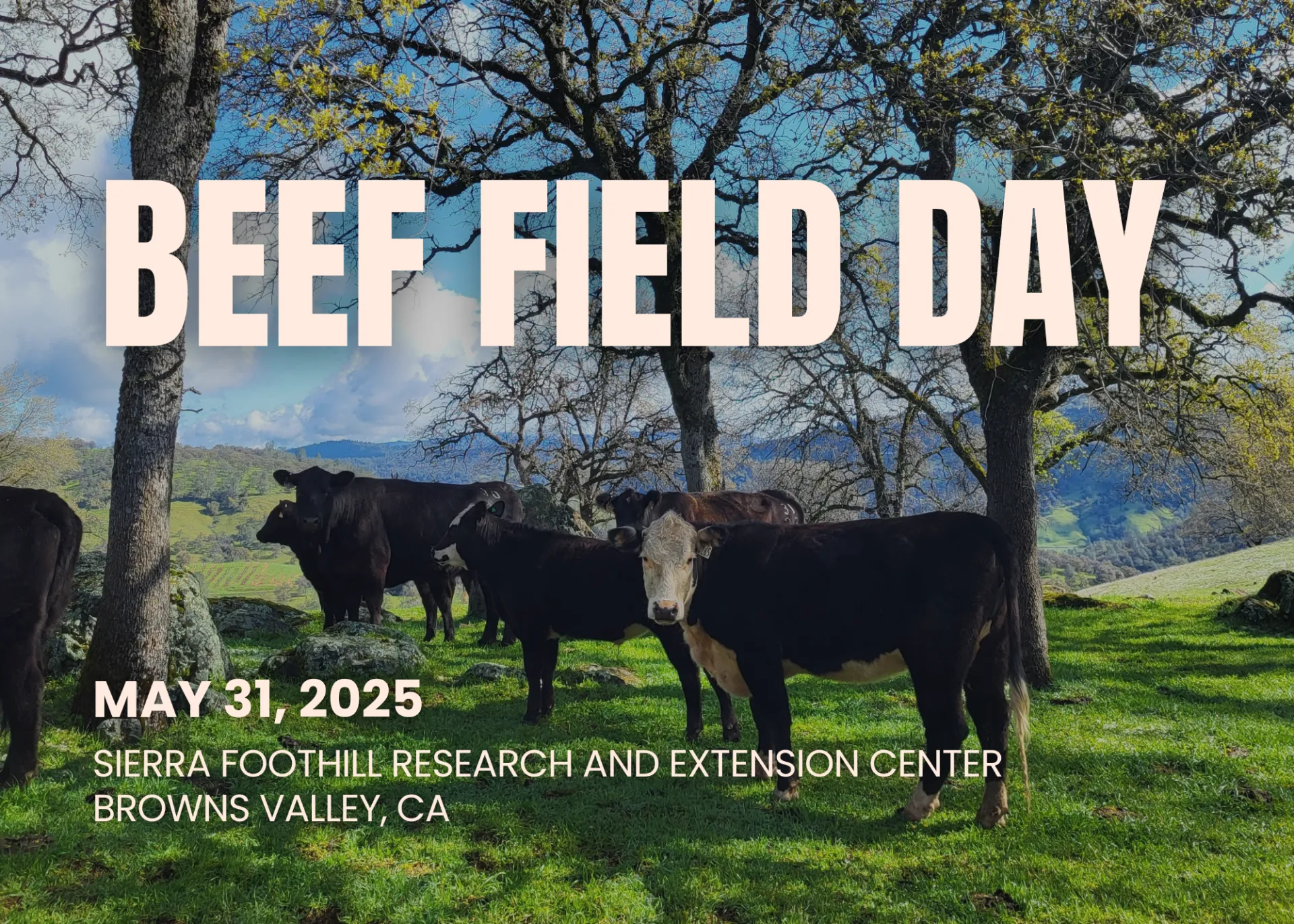 Beef Field Day