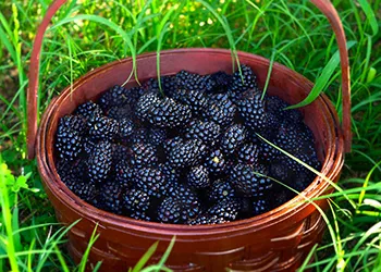 Harvest Blackberries when dull black and softer- Courtesy Shutterstock-350_250px.jpg