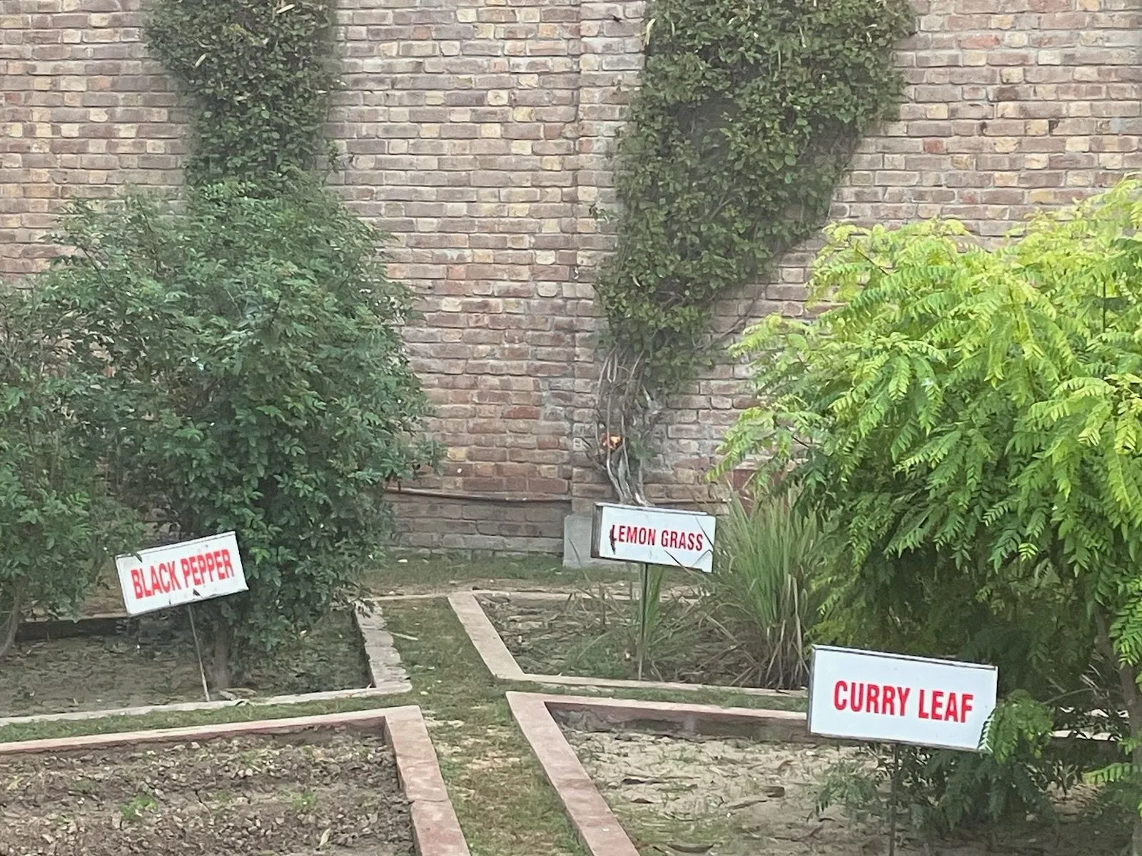 garden herbs labeled by signs