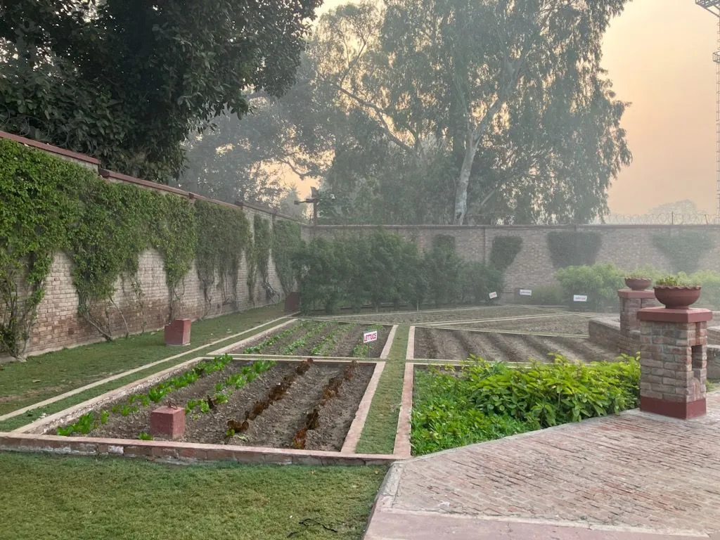 a view of an herb bed with a fence to the left that has greenery growing on it