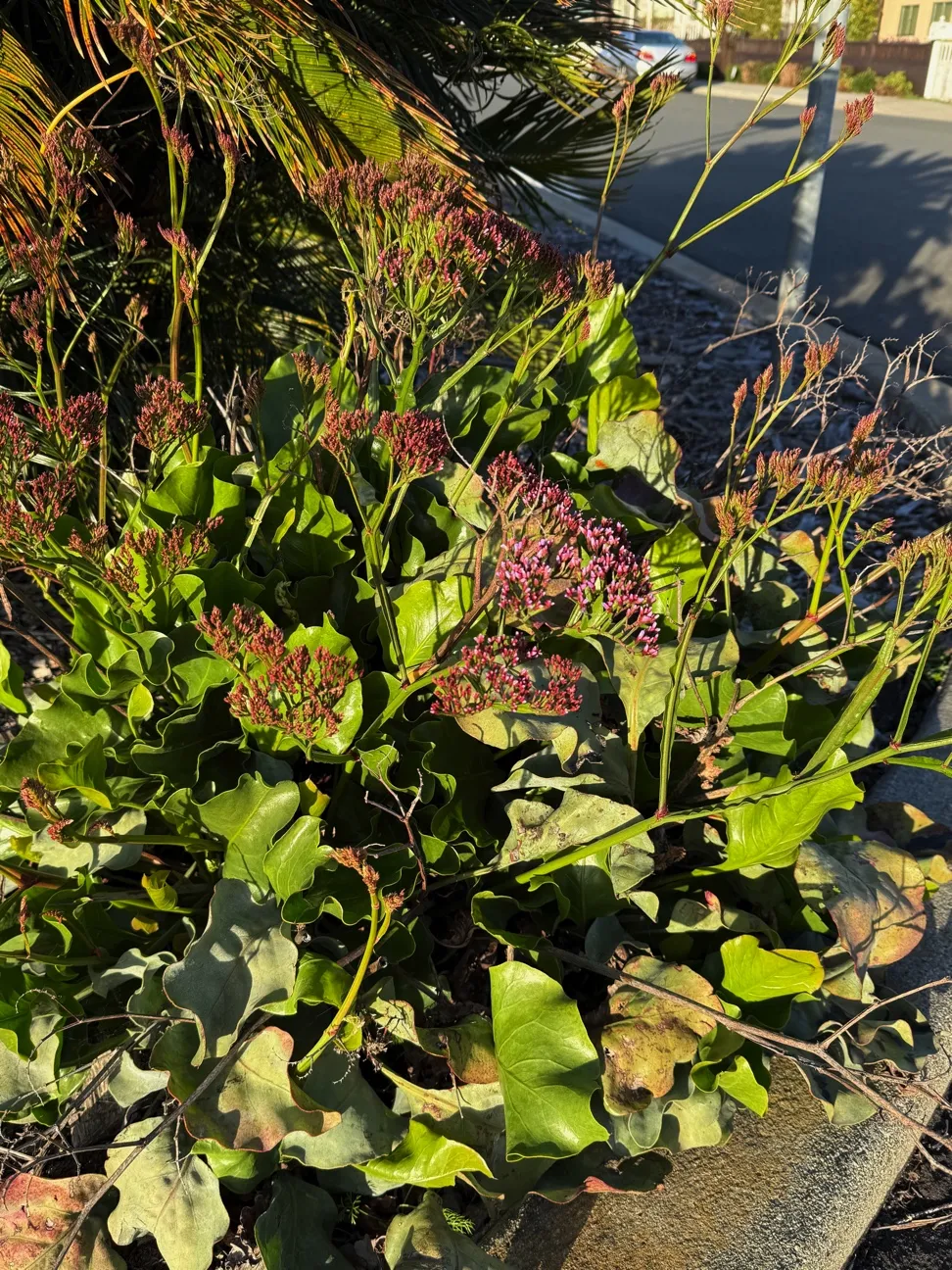 closed buds of the sea lavender flower sit atop wavy-looking leaves