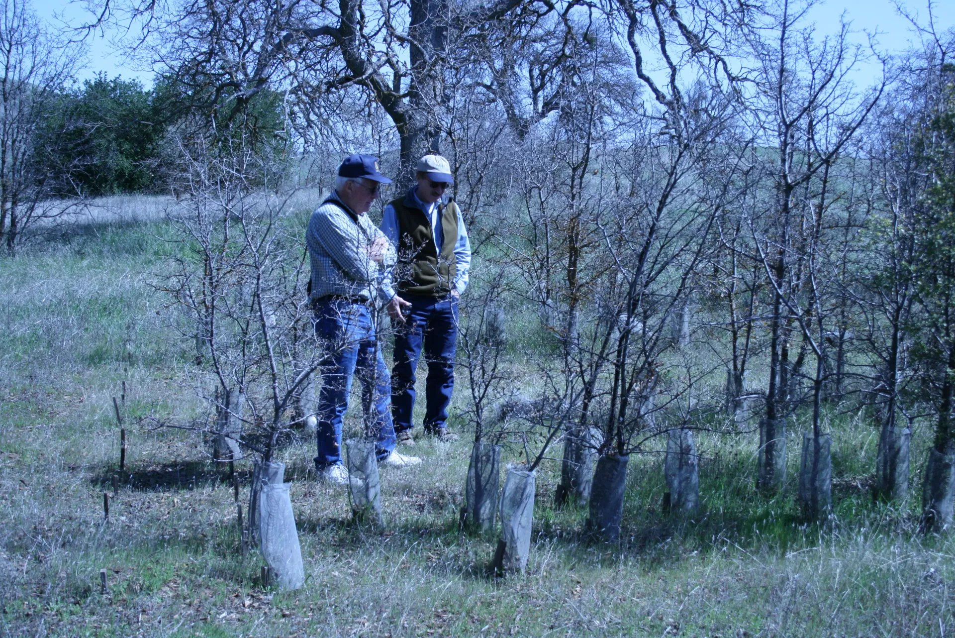 Two men examine small trees