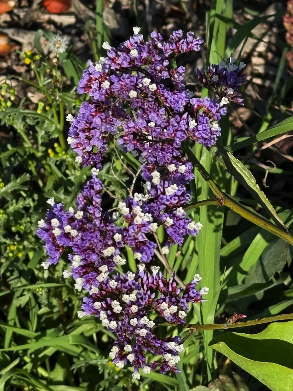 purple calyxes show off amongst the green foliage
