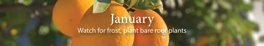 January lemons