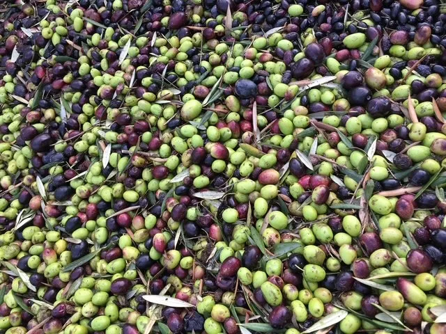 Olives in a bin