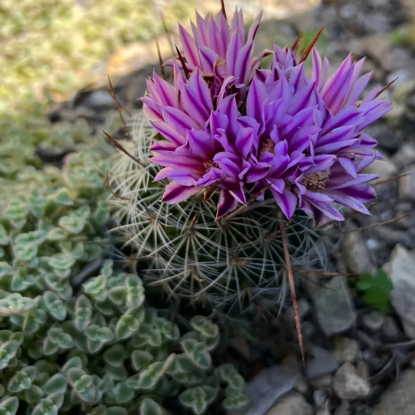 small cactus with purple flowers