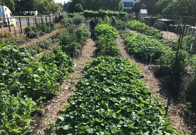 Our Garden Vegetable Beds Photo Courtesy Greg Letts