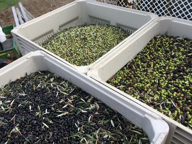 Olives sorted in multiple bins