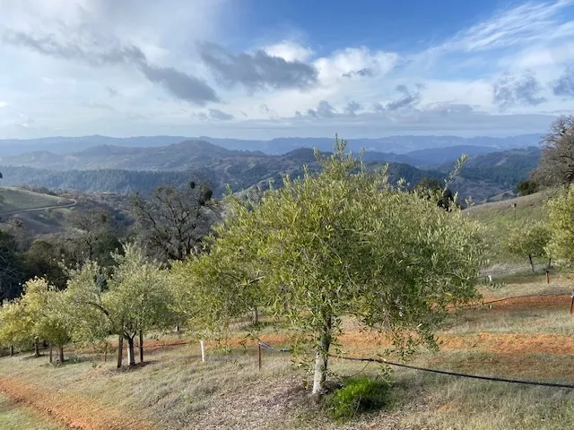 Olive orchard on a hillside