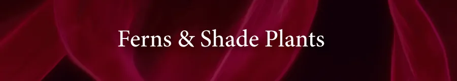 Plants Ferns Shade