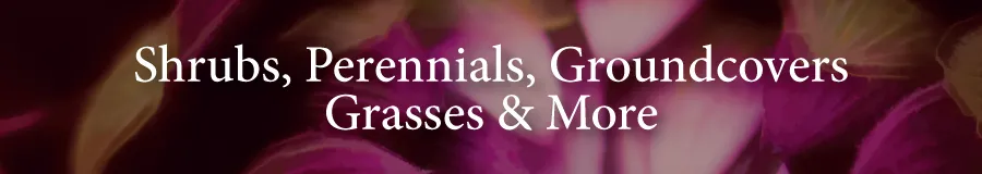 Plants Shrubs Perennials