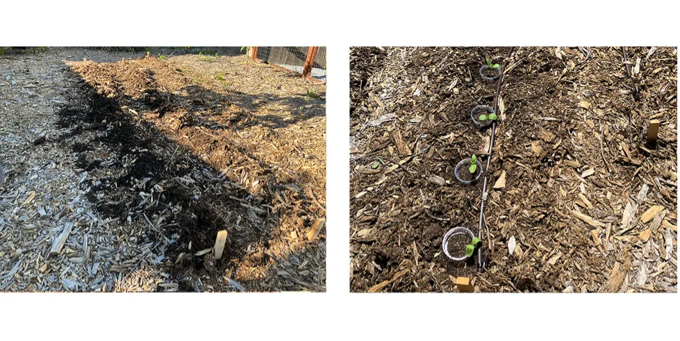 irrigation lines are added to the bed to surround the new seedlings