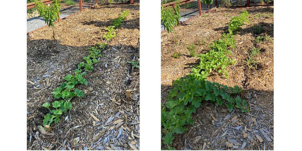 rows of green seedlings in the garden beds